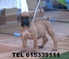 Cachorrito Boxer dorado disponible - mejor precio | unprecio.es