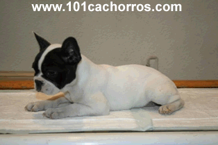 Cachorros Bulldogs frances