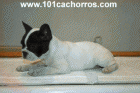 Cachorros Bulldogs frances - mejor precio | unprecio.es