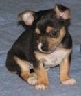 Cachorros de Chihuahua, pelo largo y pelo corto - mejor precio | unprecio.es