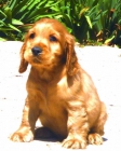 CACHORROS DE COCKER INGLES 450 - mejor precio | unprecio.es