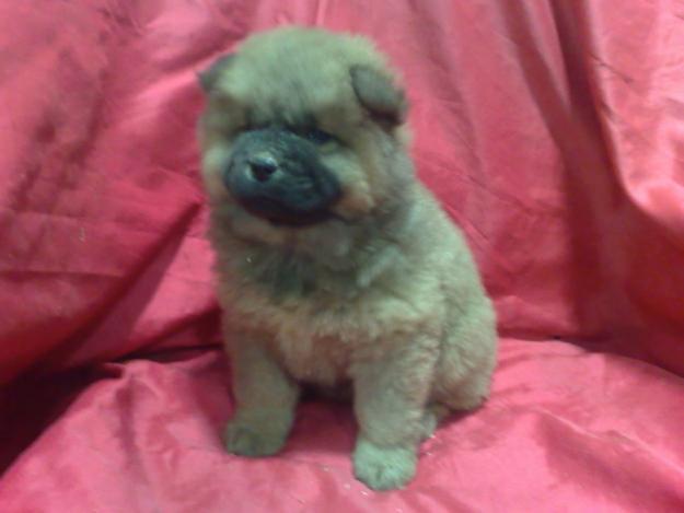 Chow Chow de color marroncito , inmejorable oportunidad