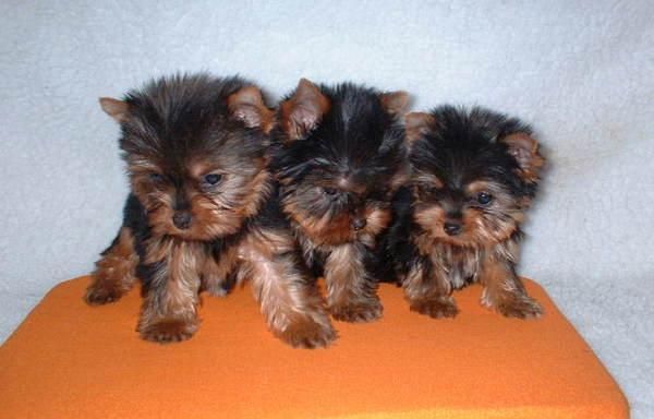 guapos yorkshire terrier varios tamaños desde 300E