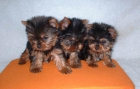 guapos yorkshire terrier varios tamaños desde 300E - mejor precio | unprecio.es