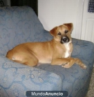 Lila la perrita a la que todos ignoran - mejor precio | unprecio.es