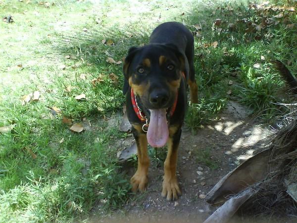 Regalo cachorro mestizo de Rottwailer en motril