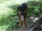 Regalo cachorro mestizo de Rottwailer en motril - mejor precio | unprecio.es