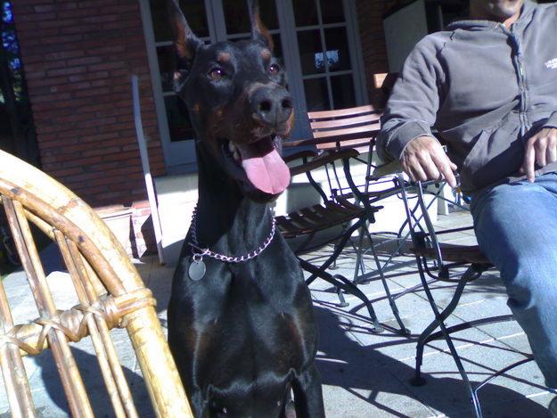 Soy un perro y busco casa.