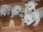 WEST HIGLAND WHITE TERRIER - mejor precio | unprecio.es