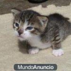 LIBRE GATITO MUY PEQUEÑO se deshacen de él - mejor precio | unprecio.es