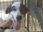 Blanca, preciosa mastina - mejor precio | unprecio.es