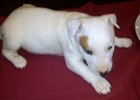 BULL TERRIER PEDIGREE ( REGALO ) - mejor precio | unprecio.es