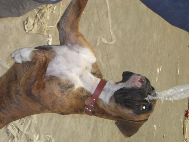 CACHORRITAS DE BOXER