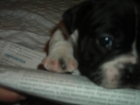 CACHORRITOS DE BULLDOG FANCES - mejor precio | unprecio.es