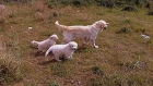 Cachorritos de golden retriever con loe, VEN A VER LOS PADRES - mejor precio | unprecio.es