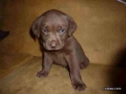Cachorro de Labrador chocolate de 2 meses - mejor precio | unprecio.es