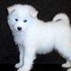 cachorro samoyedo amor para usted