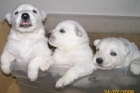 cachorros ovejeros blancos - mejor precio | unprecio.es