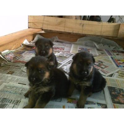 cachorros pastores alemanes anti crisis