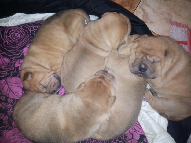 camada de shar pei mini pei