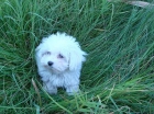 Excelente camada de bichon maltes - mejor precio | unprecio.es