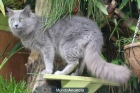 gatitos nebelung * pocos en españa* todo un regalo 634 32 37 82 - mejor precio | unprecio.es