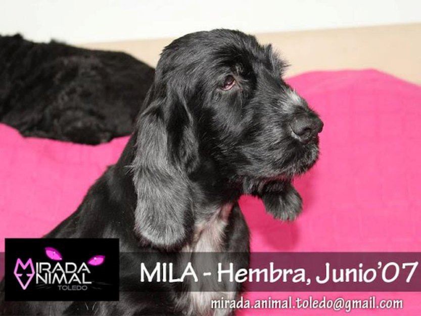 Mila coker en adopcion