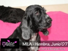 Mila coker en adopcion - mejor precio | unprecio.es