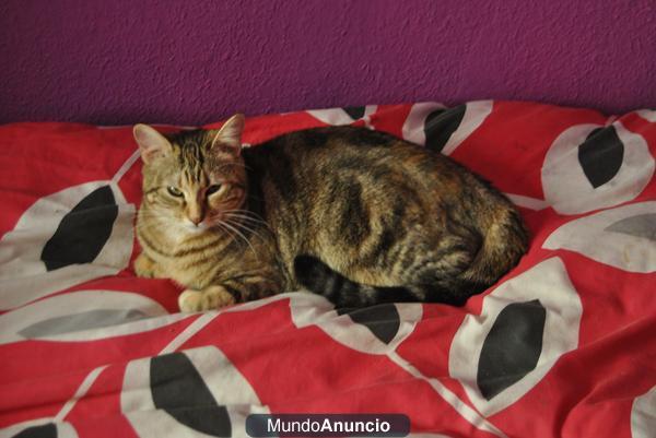 REGALO GATITA PRECIOSA!!