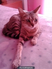 REGALO MI GATITA PRECIOSA DE 2 AÑOS VACUNADA - mejor precio | unprecio.es