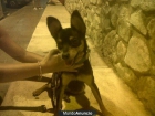 REGALO PINSCHER MACHO DE 8 MESES - mejor precio | unprecio.es