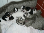 se vende cachorros de jack russell terrier - mejor precio | unprecio.es