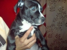 Ultima hembrita American PIT BULL - mejor precio | unprecio.es