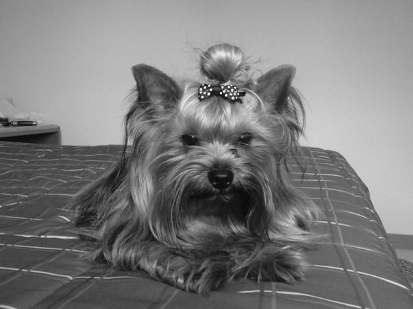 YORKSHIRE TERRIER BUSCA NOVIA