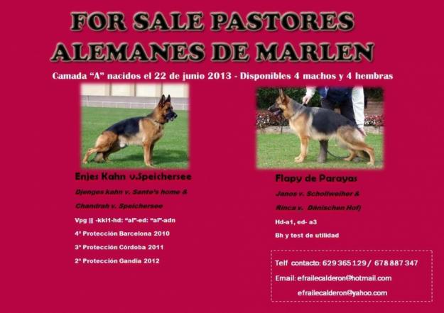 Cachorros pastor alemán