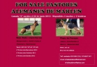 Cachorros pastor alemán - mejor precio | unprecio.es