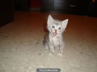 ¡¡Gatita de 1 mes y medio en la calle!! Sevilla - mejor precio | unprecio.es