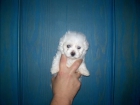 BICHON MALTES 2 MACHITOS DE CAPRICHO CON LOE - mejor precio | unprecio.es