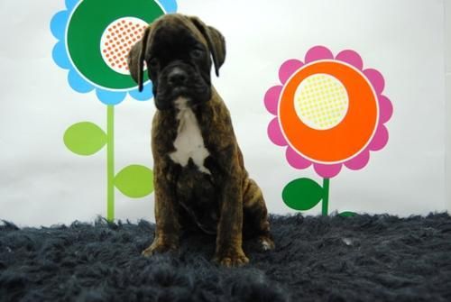 boxer muy buena calidad, economicos, queremos seriedad