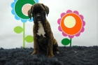 boxer muy buena calidad, economicos, queremos seriedad - mejor precio | unprecio.es