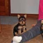 Cachorrito de yorkshire terrier con buen pedigree 240 euros - mejor precio | unprecio.es