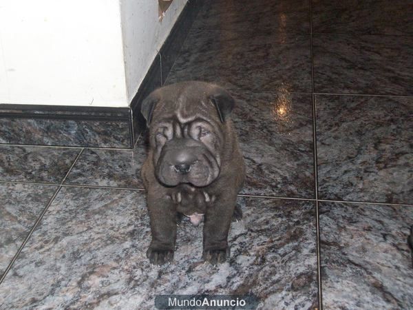 cachorritos de sharpei