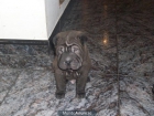 cachorritos de sharpei - mejor precio | unprecio.es