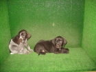 CACHORROS DRAHTHAAR - mejor precio | unprecio.es