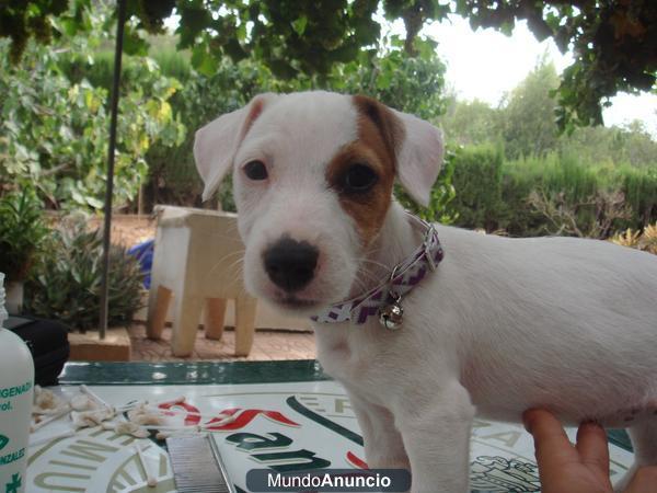 JACK RUSSELL TERRIER