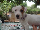 JACK RUSSELL TERRIER - mejor precio | unprecio.es