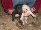 LABRADOR CON PEDIGREE 300 EUROS - mejor precio | unprecio.es