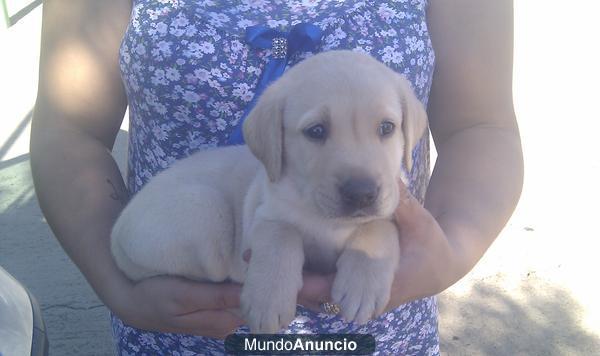labrador dorado
