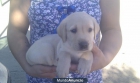 labrador dorado - mejor precio | unprecio.es