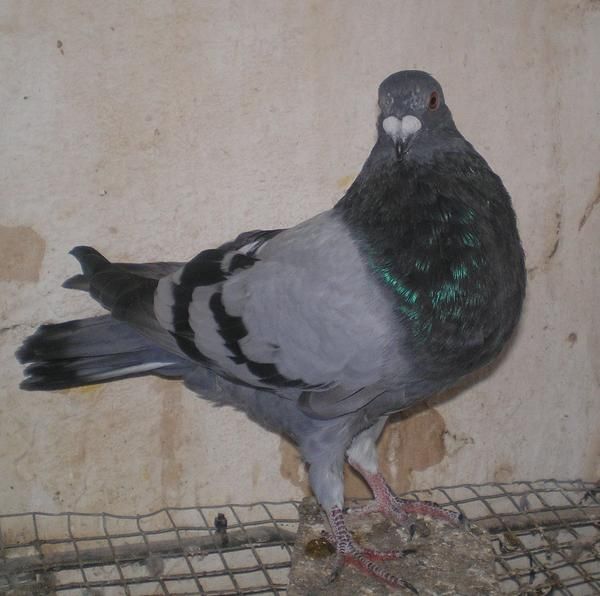PALOMOS JAENENSES